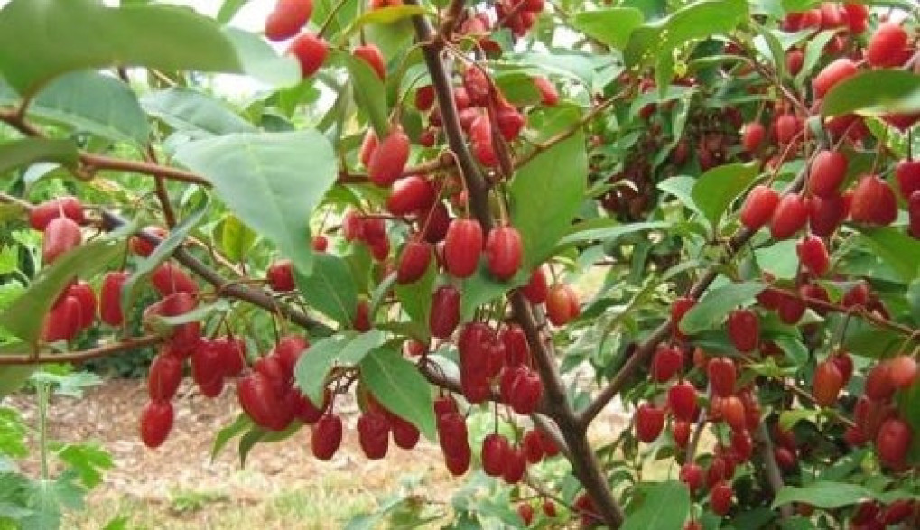 Eleagnus multiflora / Goumi du Japon