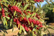 Elaeagnus umbellata Pointilla® 'Amoroso'®