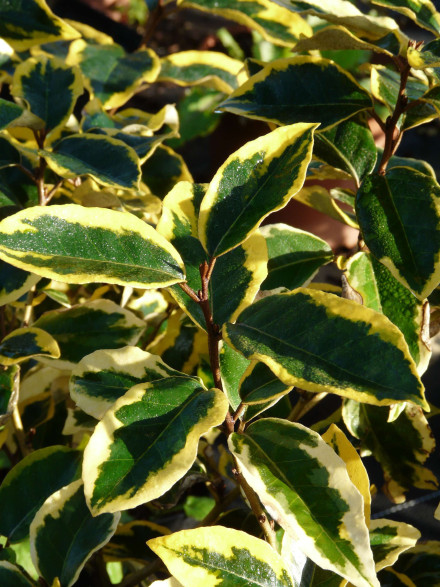 Eleagnus x ebbengei 'Gilt Edge' / Chalef