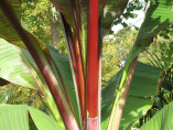 Ensete ventricosum 'Maurelii' / Bananier rouge d'Abyssinie