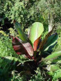 Ensete ventricosum 'Maurelii' / Bananier rouge d'Abyssinie