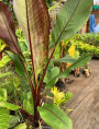 Ensete 'Montbeliardii'* / Bananier