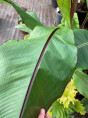 Ensete 'Montbeliardii'* / Bananier