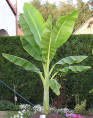 Ensete glaucum* / Bananier