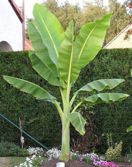 Ensete glaucum* / Bananier