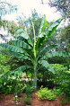 Ensete glaucum* / Bananier