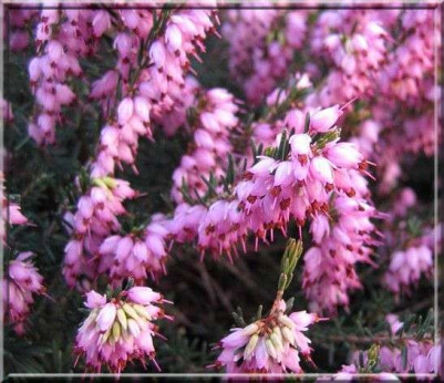 Erica darleyensis 'J.W. Porter' / Bruyere d'hiver (rose foncé)