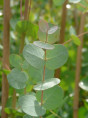 Eucalyptus gunnii / Gommier cidre