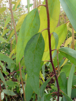 Eucalyptus niphophyla / Gommier des neiges