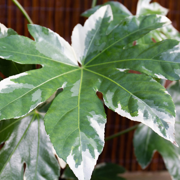 Fatsia japonica variegata