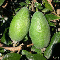 Feijoa sellowiana 'Apollo' / Acca / Goyavier d'Argentine