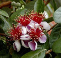 Feijoa sellowiana 'Gemini' / Acca / Goyavier d'Argentine