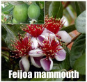 Feijoa sellowiana 'Mammoth'