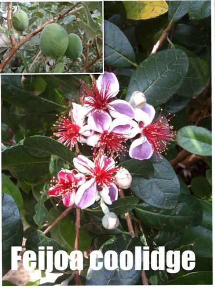 Feijoa sellowiana 'Marian' / Acca / Goyavier d'Argentine