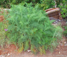 Foeniculum vulgare / Fenouil vivaces