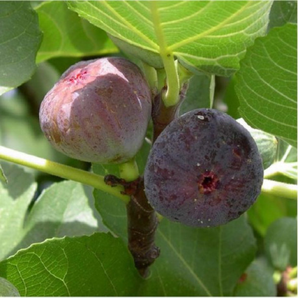 Ficus carica 'Violette dauphine' / Figuier