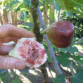 Ficus carica 'Brown Turkey' / Figuier