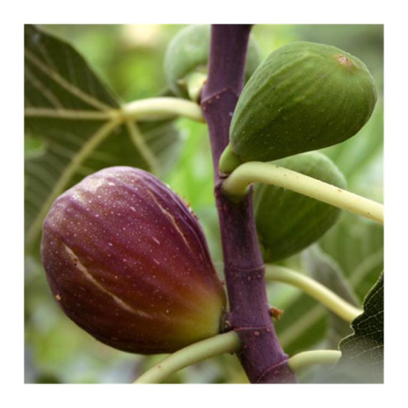 Ficus carica 'Goutte d'or' / Figuier