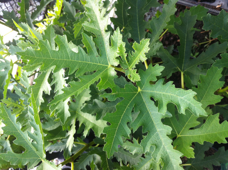 Ficus Carica 'Ice Crystal' / Figuier