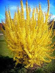 Forsythia 'Spring glory'