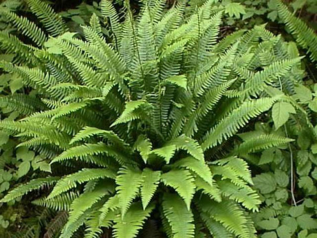 Blechnum spicant / Fougère