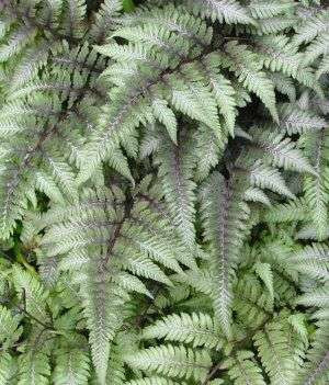 Athyrium niponicum pictum