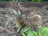 Athyrium niponicum pictum