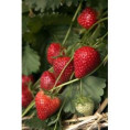 Fragaria 'Charlotte'/ Fraisier remontant