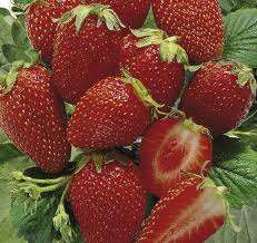 Fragaria 'Cirano' / Fraisier remontant