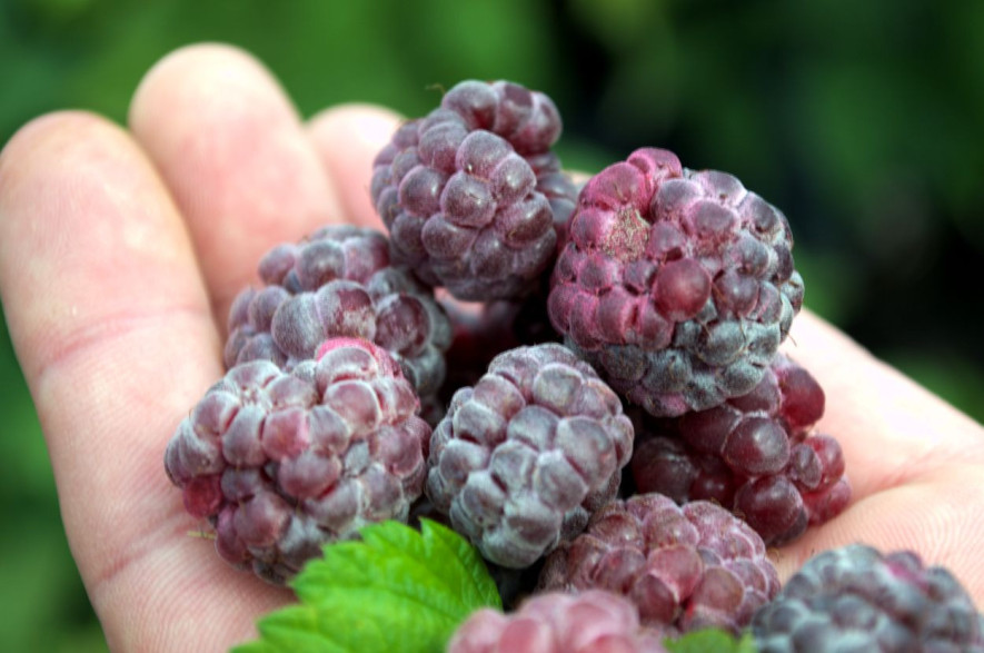 Rubus Idaeus 'Glen Coe' / Framboisier (Sans épines)