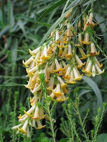 Freylinia lanceolata