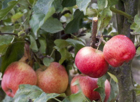 Fruitier nain pommier Gala