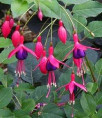 Fuchsia 'Mrs Popple'