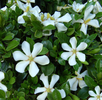 Gardenia jasminoides 'Pinwheel' / Gardenia rustique