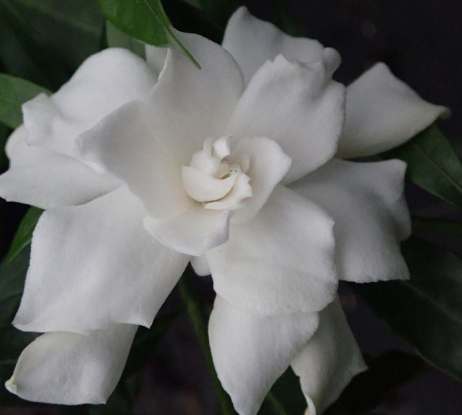 Gardenia jasminoides 'Perfumed petticoats' / Gardenia rustique