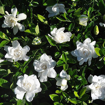 Gardenia jasminoides 'Summer snow' / Gardenia rustique