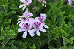 Pelargonium citriodorum / Géranium citron anti-moustique