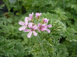 Pelargonium graveolens 'Lady Plymouth' / Géranium menthe poivrée