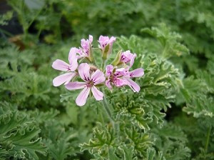 Pelargonium graveolens 'Lady Plymouth' / Géranium menthe poivrée