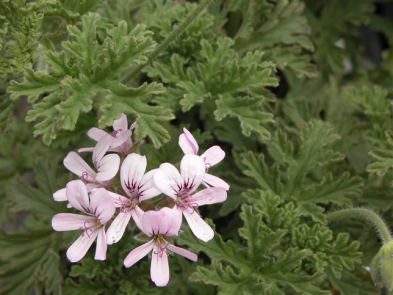 Pelargonium capitatum 'Attar of Roses / Géranium rose