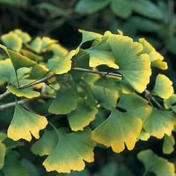 Ginkgo biloba / Arbre aux quarante écus