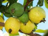 Psidium guajava 'Limon' /Goyavier citron (jaune)