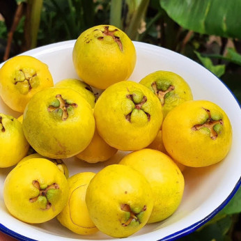 Psidium cattleianum var littoralis / Goyave Jaune