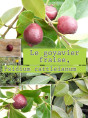 Psidium cattleianum / Goyavier fraise