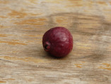 Psidium cattleianum / Goyavier fraise