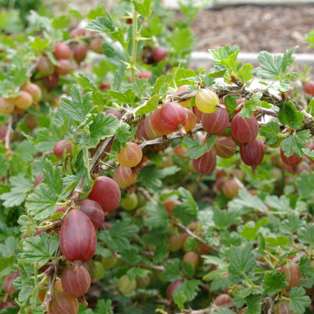 Ribes va-crispa 'Captivator' / Groseiller à maquereau