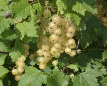 Ribes rubrum Versaillaise / Groseillier à grappes blanche