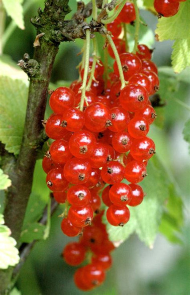 Ribes rubrum 'Rovada' / Groseillier à grappes rouge