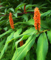 Hedychium densiflorum 'Assam Orange'