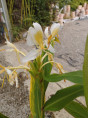 Hedychium 'Ayo'